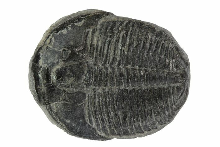 Elrathia Trilobite Fossil - Utah #97095